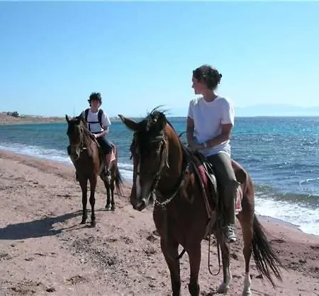 Ana Lejlighed